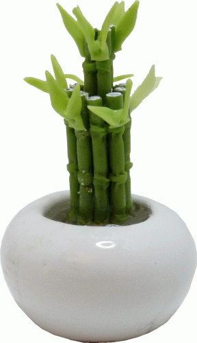 (image for) Lucky Bamboo in White Ceramic Bowl