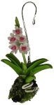 (image for) Hanging Pink and White Orchid