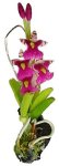 (image for) Hanging Tiger Pink Orchid