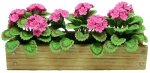 (image for) Pink Geraniums in Window Box