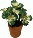 (image for) White Coleus in Clay Pot