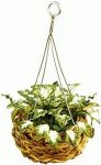 (image for) Ivy in Hanging Basket