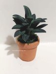 (image for) Tropical Green House Plant in a Clay Pot