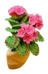 (image for) Pink Geraniums in Wall Sconce