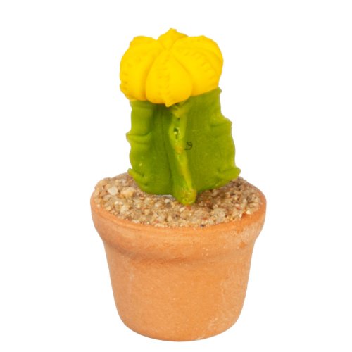 (image for) Potted Flowering Cactus