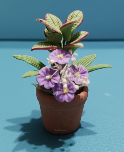 (image for) Purple Asters in Clay Pot