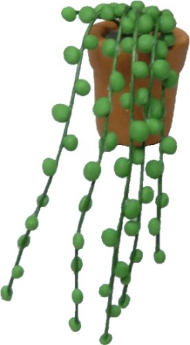 (image for) String of Pearls in Clay Pot