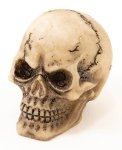 (image for) Skull 1in