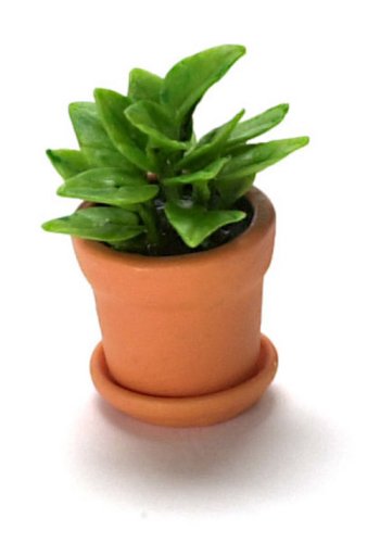 (image for) Greeen House Plant