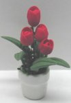 (image for) Red Tulips in White Pot