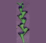 (image for) Glads Dark Purple 1 Stem