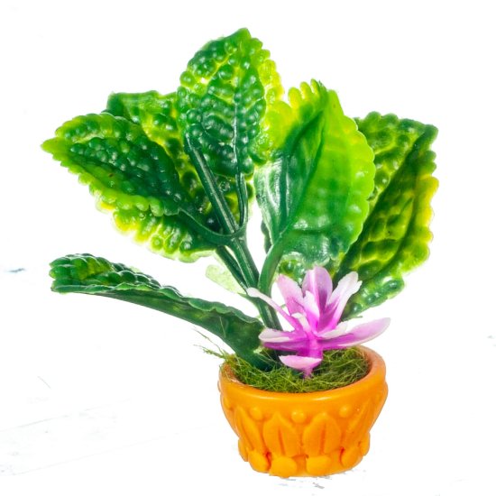 (image for) Potted Tropical Flowering Plant - Purple