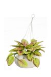 (image for) Tropical Hanging Plant