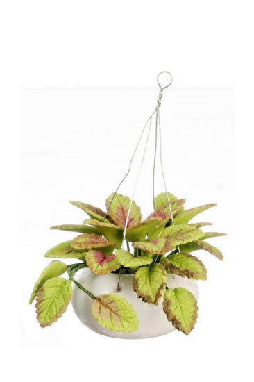 (image for) Tropical Hanging Plant