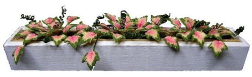 (image for) Caladiums in White Window Box