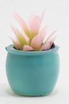 (image for) Pink Potted Tropical Plant