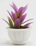 (image for) Potted Purple Tropical Plant