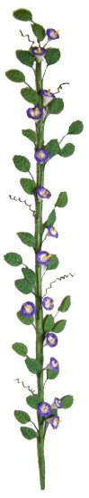 (image for) Morning Glory Vine