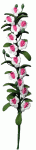 (image for) White & Pink Flower Vine