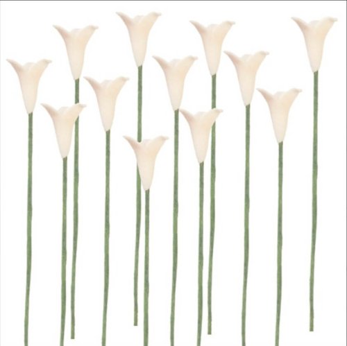 (image for) 1dz White Calla Lily Stems