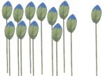 (image for) 1dz Blue Tipped Plant Leaf Stems