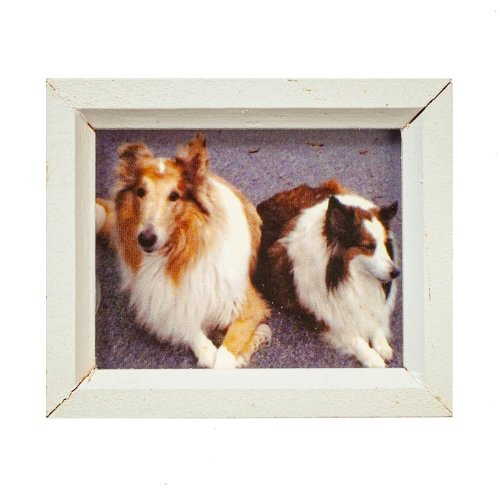 (image for) Framed Dogs Collies Picture - White