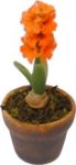 (image for) Hyacinth in Pot Apricot