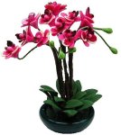 (image for) Pink Orchid Arrangement in Bowl