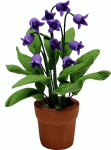 (image for) Lavender Lily of the Valley