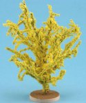 (image for) Forsythia Bush Large