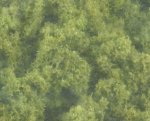 (image for) Bushes Clump Foliage Light Green