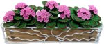 (image for) Pink Geraniums In Sunrise Iron Long Planter