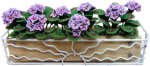 (image for) Purple Geranium in Sunrise Box Long Planter