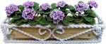 (image for) Purple Geranium in Braided Box Long Planter