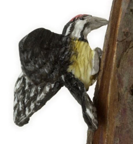 (image for) Yellow Bellied Sapsucker