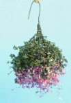 (image for) Hanging Plant Pink-Purple-White- Large