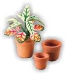 (image for) Terra Cotta Pots w/ Tropical Plant