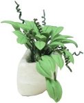 (image for) Philodendron in Wall Sconce