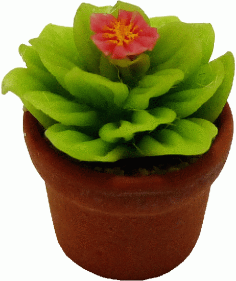 (image for) Wide Cactus in Pot