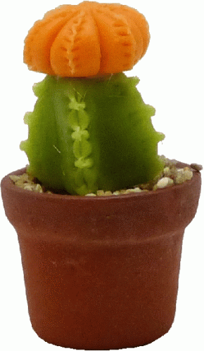 (image for) Orange Moon Cactus