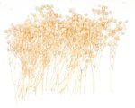 (image for) Babys Breath 12pc