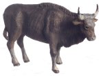 (image for) 1/2in Scale Buffalo Steer