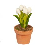 (image for) Tulips - White