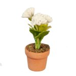 (image for) Potted Flowers - White