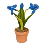 (image for) Iris - Blue