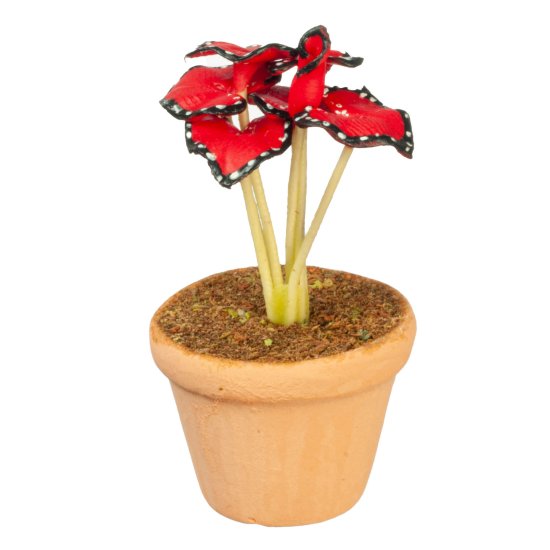 (image for) Potted Tropical House Plant - Red