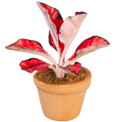 (image for) Potted Coleus House Plant - Red