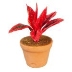 (image for) Potted Red Tropical Houseplant