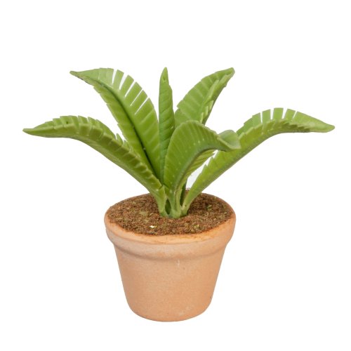 (image for) Potted Fern House Plant