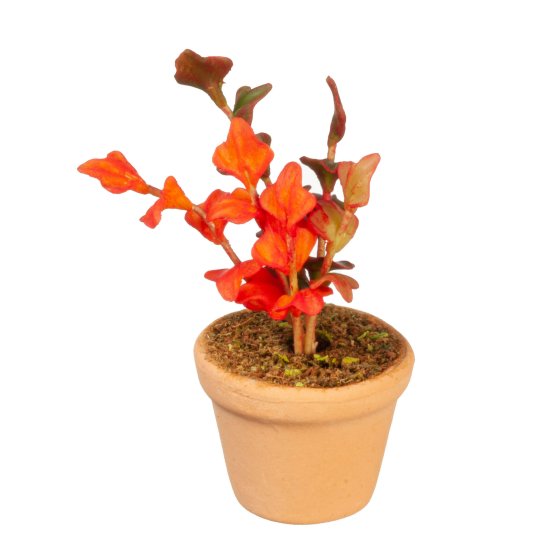 (image for) Potted Tropical House Plant - Bright Red